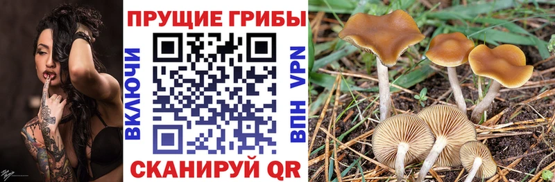 shop клад  купить  цена  Власиха  Псилоцибиновые грибы GOLDEN TEACHER 